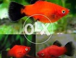 red platy fish available per pc 400 bz