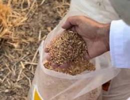 Bin Khadra Omani Bur Wheat