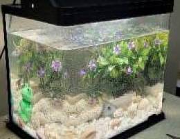 Aquarium small