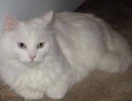 للبيع قط شيرازي ذكر أبيض