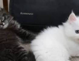 2 Persian kittens- 2 months completed - male and female- OMR 70 each
