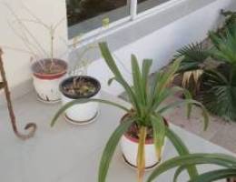 for sale many plants