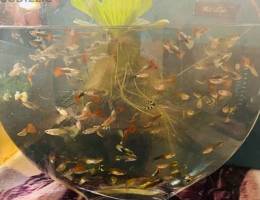 GUPPIES  FOR SALE
