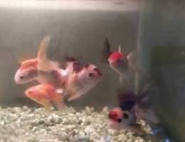 Fish tank, 7pcs Goldfish and filter for sale
