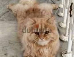 قط شيرازي ذكر للتزواج / A male Shirazi cat for marriage