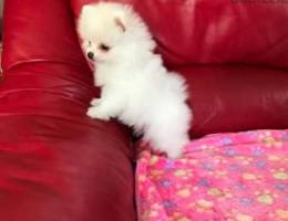 Trained Pomeranian  puppy for sale