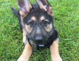 Trained G-Shepherd Puppy for sale