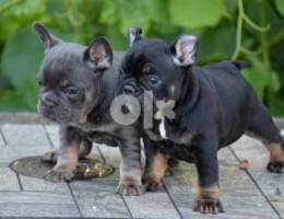 Whatsapp me (+9725 5507 1840) Beautiful French Bulldog Puppies