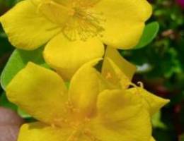 Yellow Portulaca Grandiflora