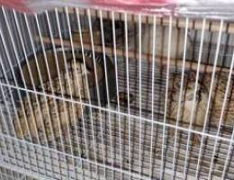 Quails and cage for sale OMR 20/=