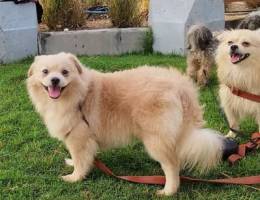 10mos old Pomeranian, Ready for rehoming.