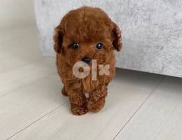 Toilet Trained Cute Toy Poodle Puppies