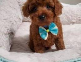 Male Poodle puppies for sale