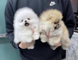 Teacup Pomernian puppies for sale