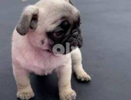 . . Pug Puppy for sale