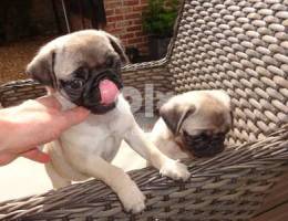-Pug Puppies For Sale