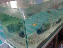 fish tank aquarium for sale