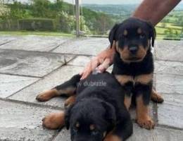 Whatsapp me (+407 3387 8969) Rottweiler Puppies