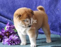 Whatsapp me (+966 57 867 9674) Lovely Shiba Inus Puppies