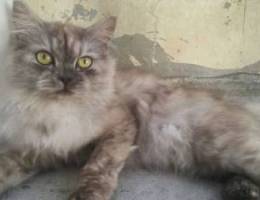 Gray Persian Cat (Rare)