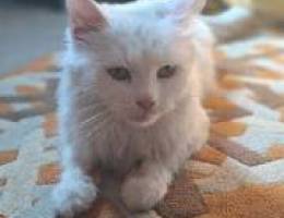 persian female cat looking for a new home