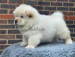 Whatsapp me (+407 9240 1854) Chow Chow Puppies
