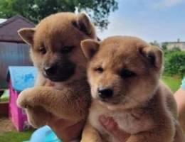 Shiba Inus Puppies Whatsapp me (+9725 5507 1840)